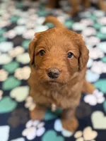 Pippin, a male Miniature Goldendoodle for sale in Buchanan, MI – 2 of 6