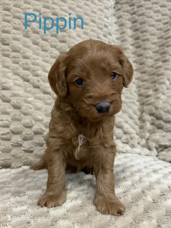 Pippin – Miniature Goldendoodle puppy for sale in Buchanan, MI