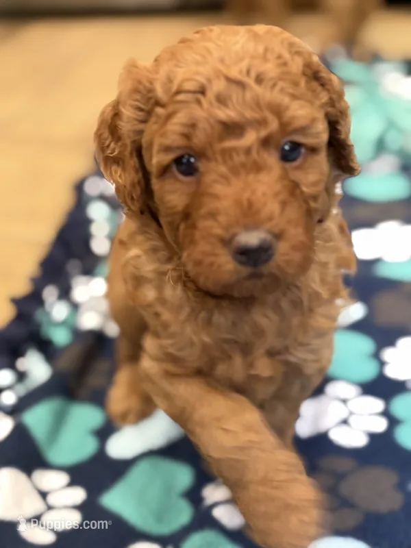 Samwise – Miniature Goldendoodle puppy for sale in Buchanan, MI