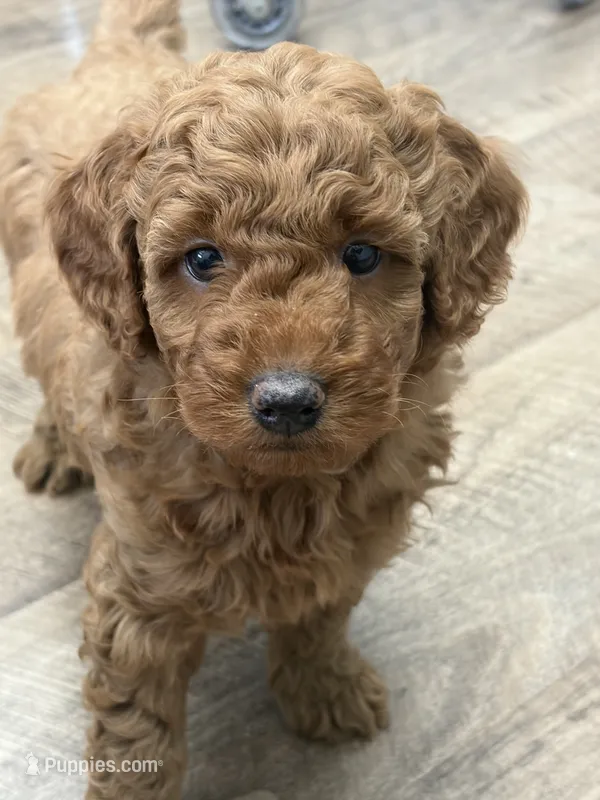 Samwise, a male Miniature Goldendoodle for sale in Buchanan, MI – 1 of 1