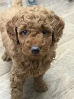 Samwise, a male Miniature Goldendoodle for sale in Buchanan, MI – 1 of 1