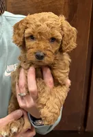 Bilbo, a male Miniature Goldendoodle for sale in Buchanan, MI – 3 of 4