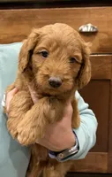 Pippin, a male Miniature Goldendoodle for sale in Buchanan, MI – 3 of 6