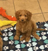 Pippin, a male Miniature Goldendoodle for sale in Buchanan, MI – 6 of 6