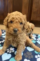 Bilbo, a male Miniature Goldendoodle for sale in Buchanan, MI – 2 of 4