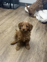 Pippin, a male Miniature Goldendoodle for sale in Buchanan, MI – 4 of 6