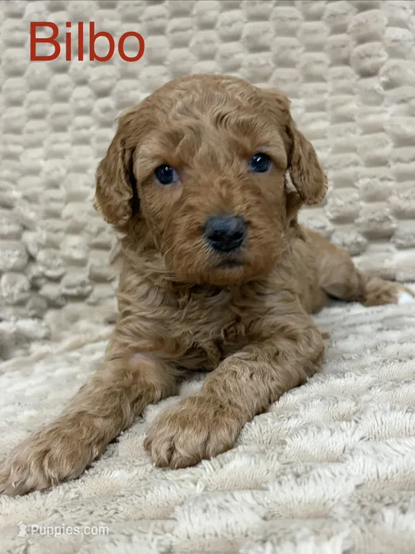 Bilbo – Miniature Goldendoodle puppy for sale in Buchanan, MI