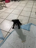 Zues, a male Boston Terrier and Chihuahua for sale in East Dublin, GA – 2 of 5
