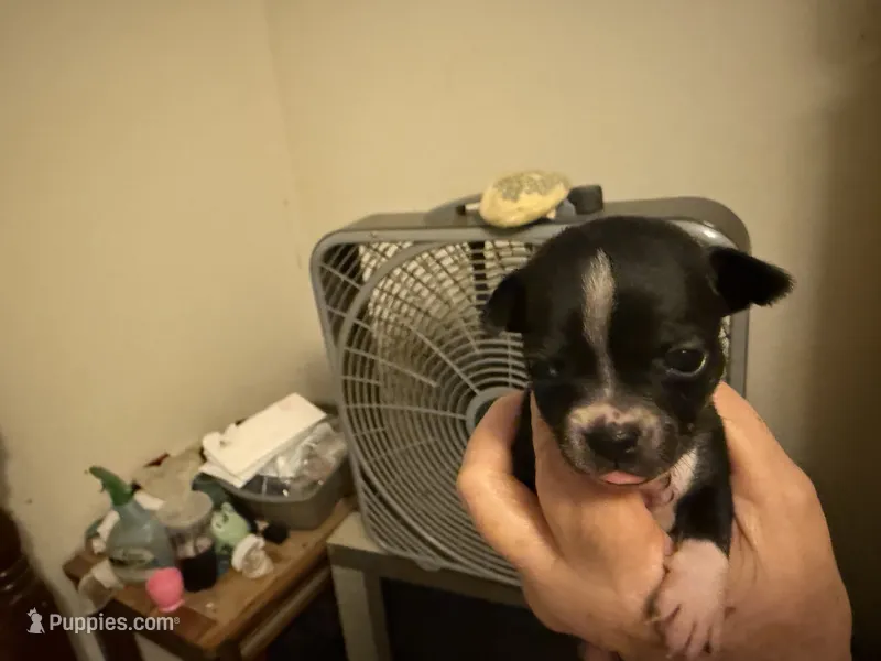Freda – Boston Terrier, Chihuahua puppy for sale in East Dublin, GA
