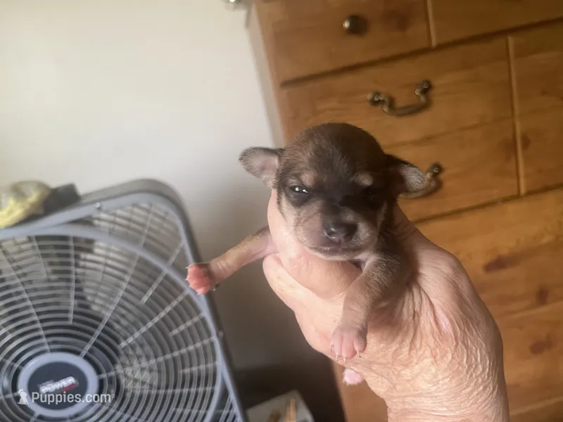 Brownie – Chihuahua puppy for sale in East Dublin, GA