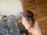 Brownie, a male Chihuahua for sale in East Dublin, GA – 1 of 3