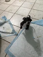 Zues, a male Boston Terrier and Chihuahua for sale in East Dublin, GA – 5 of 5