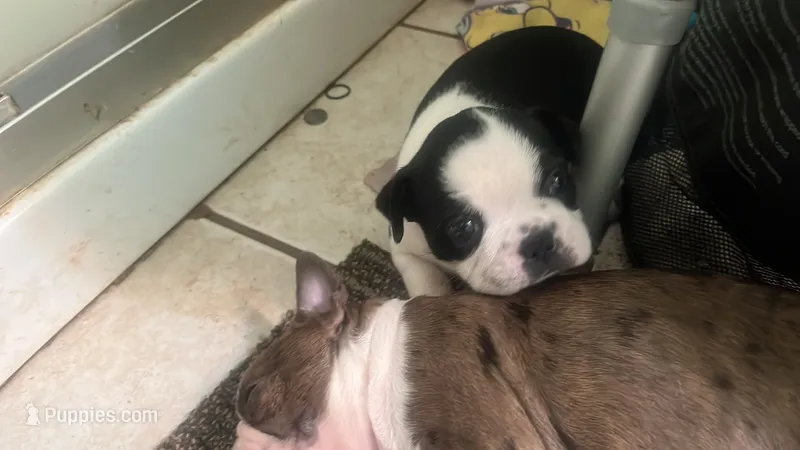 Roxi – Boston Terrier puppy for sale in East Dublin, GA