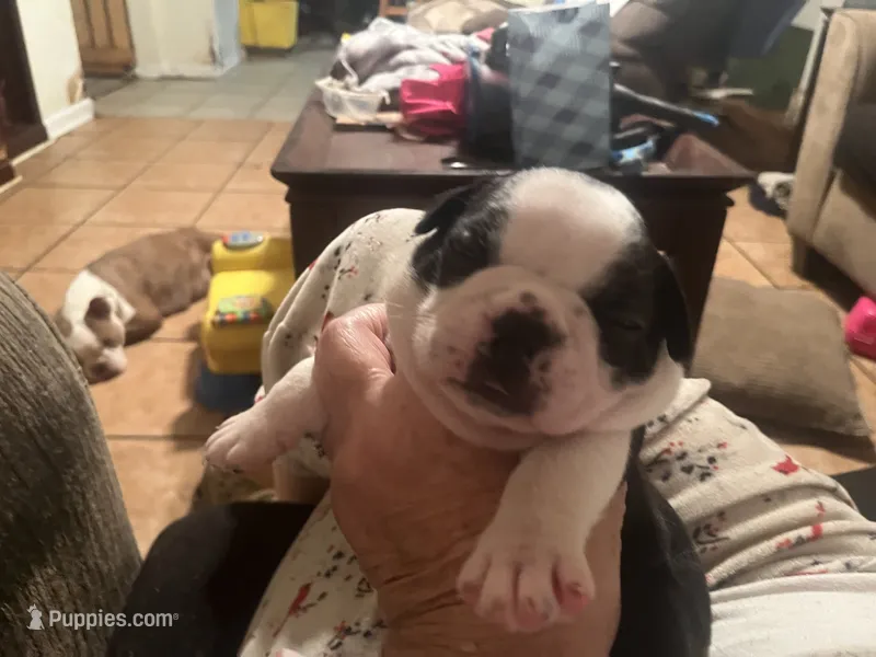 Roxi – Boston Terrier puppy for sale in East Dublin, GA