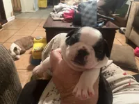 Roxi, a female Boston Terrier for sale in East Dublin, GA – 1 of 4