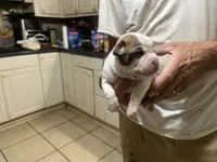Callie, a female Boston Terrier and Chihuahua for sale in East Dublin, GA – 2 of 9
