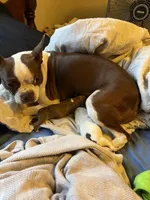 Duce, a male Boston Terrier and Chihuahua for sale in East Dublin, GA – 2 of 2