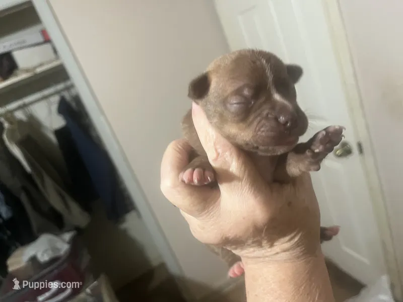 Duce – Boston Terrier, Chihuahua puppy for sale in East Dublin, GA