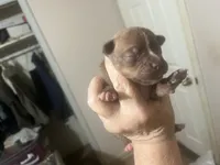 Duce, a male Boston Terrier and Chihuahua for sale in East Dublin, GA – 5 of 10