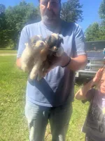 Sassy, a female Chihuahua and Morkie for sale in East Dublin, GA – 2 of 3