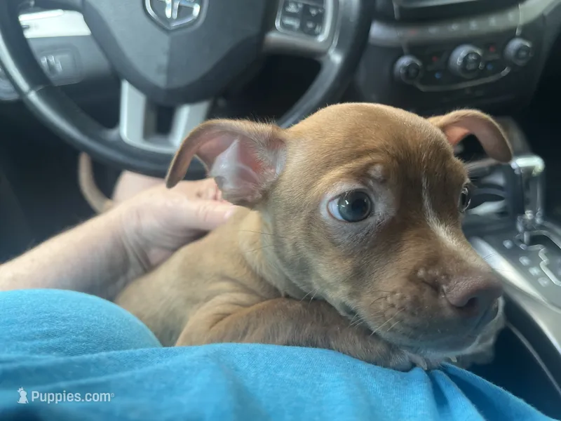 Koda Blue – Boston Terrier, Chihuahua puppy for sale in East Dublin, GA
