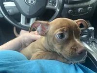 Koda Blue, a male Boston Terrier and Chihuahua for sale in East Dublin, GA – 1 of 2