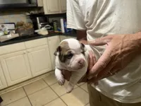 Callie, a female Boston Terrier and Chihuahua for sale in East Dublin, GA – 3 of 9