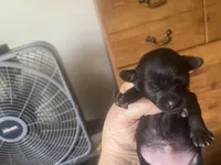 Ebony, a female Chihuahua for sale in East Dublin, GA – 2 of 3