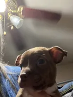 Duce, a male Boston Terrier and Chihuahua for sale in East Dublin, GA – 2 of 10