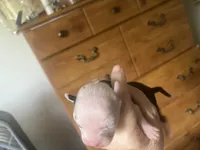 Athena, a female Boston Terrier and Chihuahua for sale in East Dublin, GA – 3 of 4