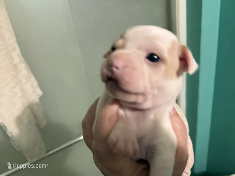Snow White – Boston Terrier, Chihuahua puppy for sale in East Dublin, GA