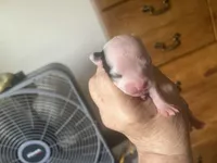 Athena, a female Boston Terrier and Chihuahua for sale in East Dublin, GA – 1 of 4
