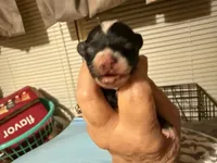 Gizmo, a male Chihuahua for sale in East Dublin, GA – 4 of 4