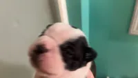Roxi, a female Boston Terrier for sale in East Dublin, GA – 4 of 4