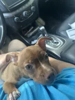 Koda Blue, a male Boston Terrier and Chihuahua for sale in East Dublin, GA – 2 of 2
