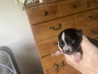 Freda, a female Boston Terrier and Chihuahua for sale in East Dublin, GA – 2 of 3