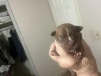 Duce, a male Boston Terrier and Chihuahua for sale in East Dublin, GA – 9 of 10