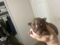 Duce, a male Boston Terrier and Chihuahua for sale in East Dublin, GA – 10 of 10