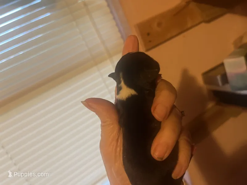 Zeus – Boston Terrier, Chihuahua puppy for sale in East Dublin, GA