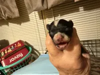Gizmo, a male Chihuahua for sale in East Dublin, GA – 2 of 4