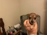 Brownie, a male Chihuahua for sale in East Dublin, GA – 2 of 5
