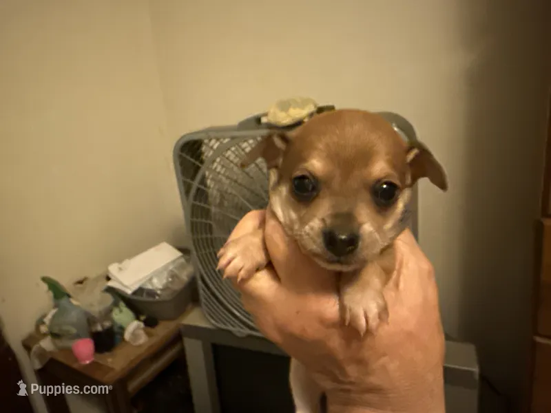 Brownie – Chihuahua puppy for sale in East Dublin, GA