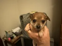 Brownie, a male Chihuahua for sale in East Dublin, GA – 1 of 5