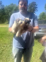 Sassy, a female Chihuahua and Morkie for sale in East Dublin, GA – 3 of 3