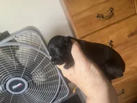 Ebony, a female Chihuahua for sale in East Dublin, GA – 3 of 3