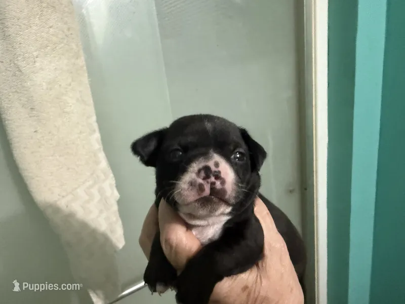Zeus – Boston Terrier, Chihuahua puppy for sale in East Dublin, GA