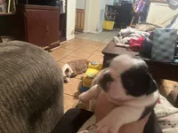 Roxi, a female Boston Terrier for sale in East Dublin, GA – 3 of 4