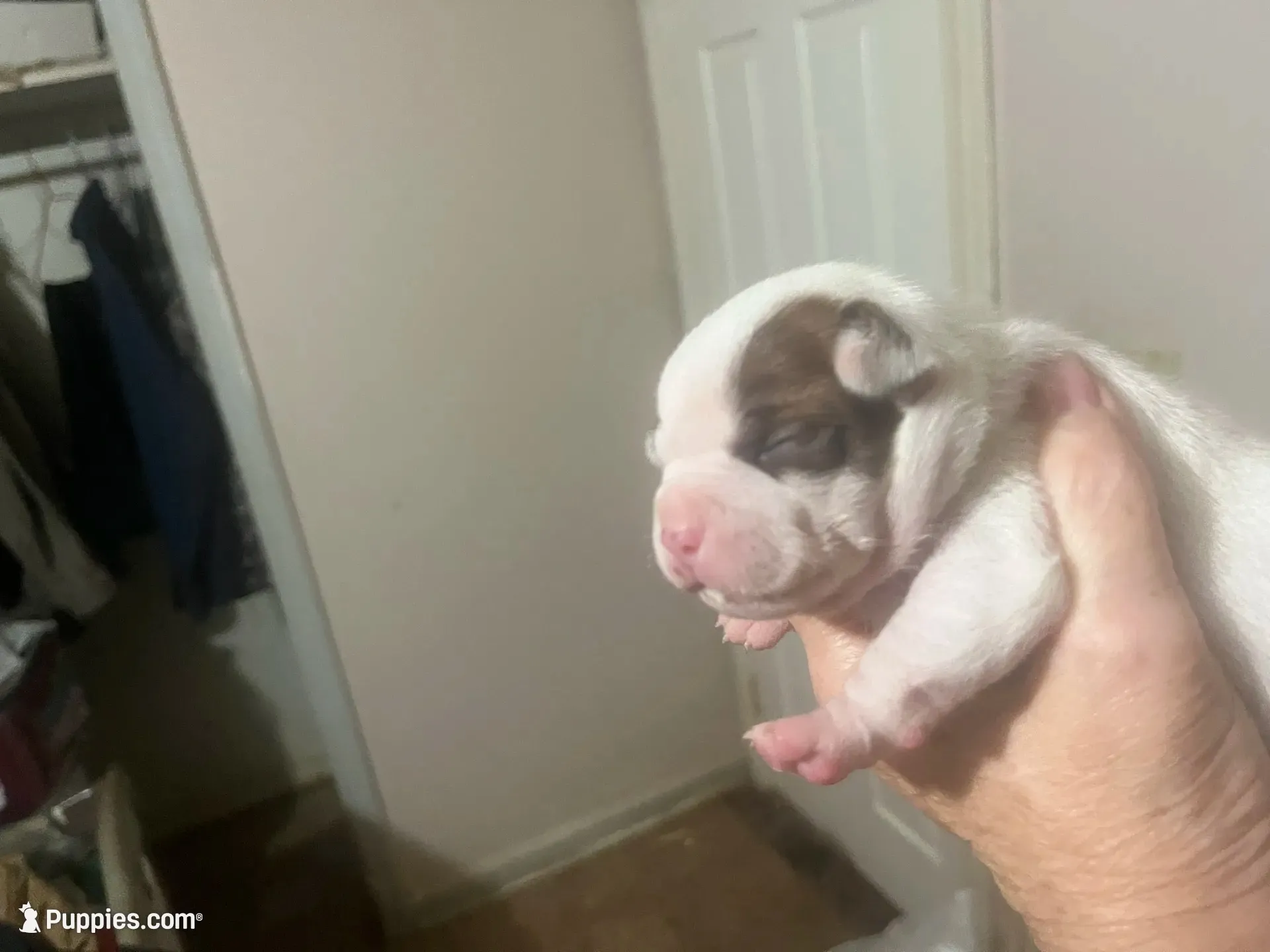 Callie, a female Boston Terrier and Chihuahua for sale in East Dublin, GA – 6 of 9
