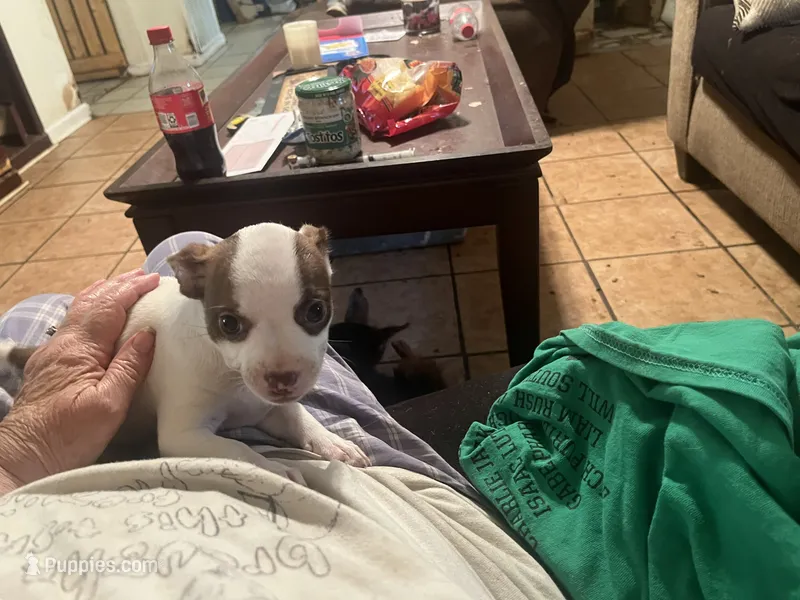 Callie – Boston Terrier, Chihuahua puppy for sale in East Dublin, GA