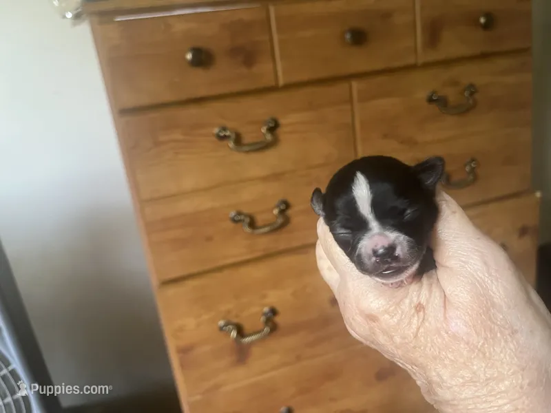 Freda – Boston Terrier, Chihuahua puppy for sale in East Dublin, GA